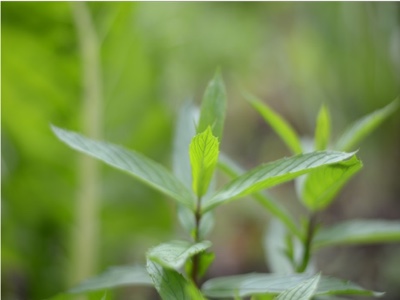 Ecuadorian Plants