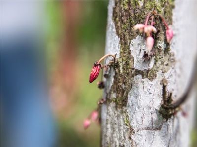 Cocoa Plants