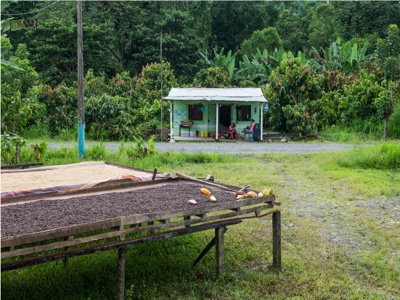 Cocoa Farms